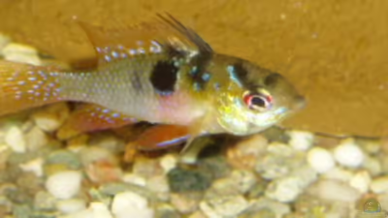 Der Schmetterlingbuntbarsch von Michael Spillner (10)