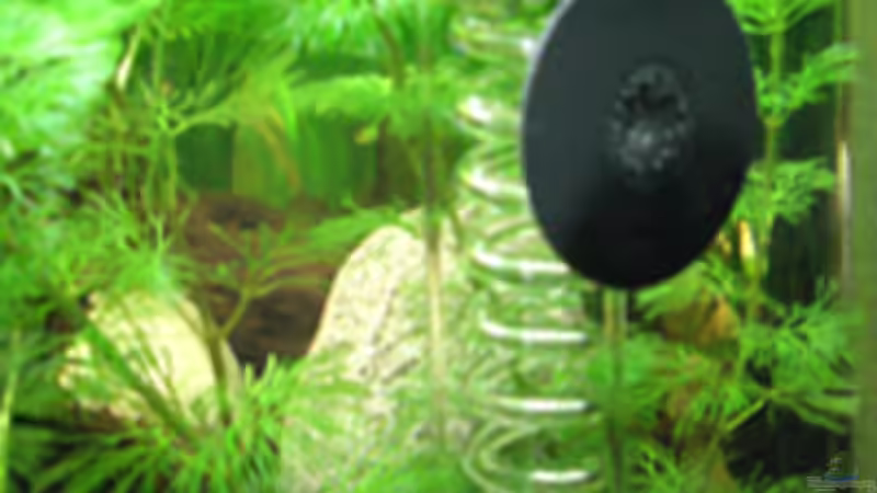 Der schnelle Brüter von Dr. Dr. Kliem (10)