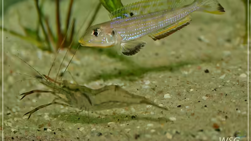 Der Schöne und das Biest?:) von wolf87 (28)