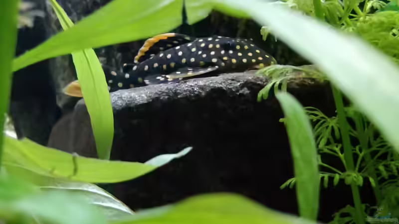 der Schöne von Woidma (76)