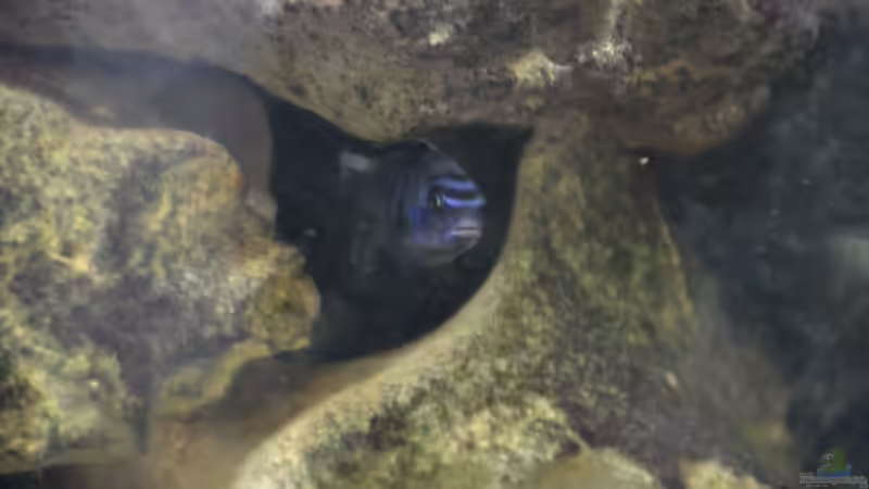 Der schönere, aber nicht dominante Saulosi-Bock. Beide haben so eine Art Nichtangriffspakt. von Mueller76 (13)