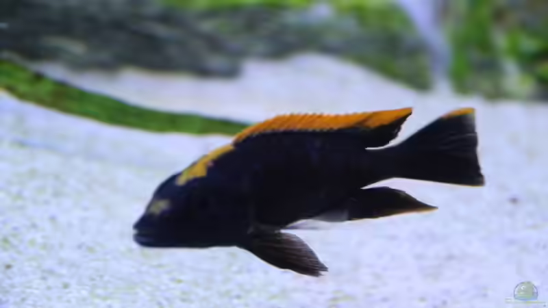 der Schönling - Otopharynx black orange dorsal von Klaus Fischer (16)