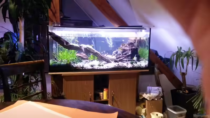 der Schrank gehörte zum kaputten Aquarium  von Ceylon (11)