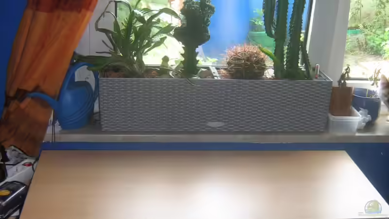 Der Schrank ohne den Chilis oben drauf. Dahinter am Fenster Kakteen. Das linke Becken von chrisi01 (3)