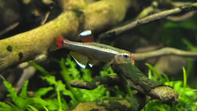 Der Schrei von axolotl (91)