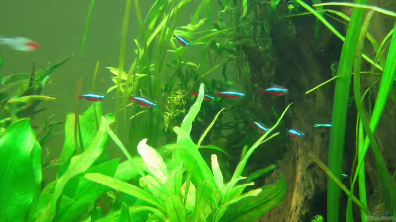 Der Schwarm Neons zieht durchs Becken. von Rheinländer (39)