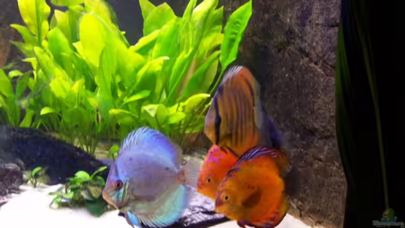 Der Schwarm von Alamo (16)