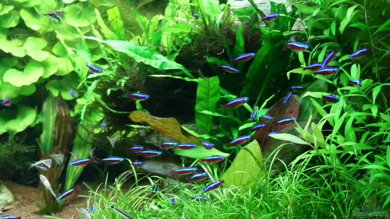 ´Der Schwarm´ von Christian Grunwald (55)