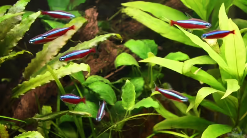 der Schwarm von Wildwuchs (8)