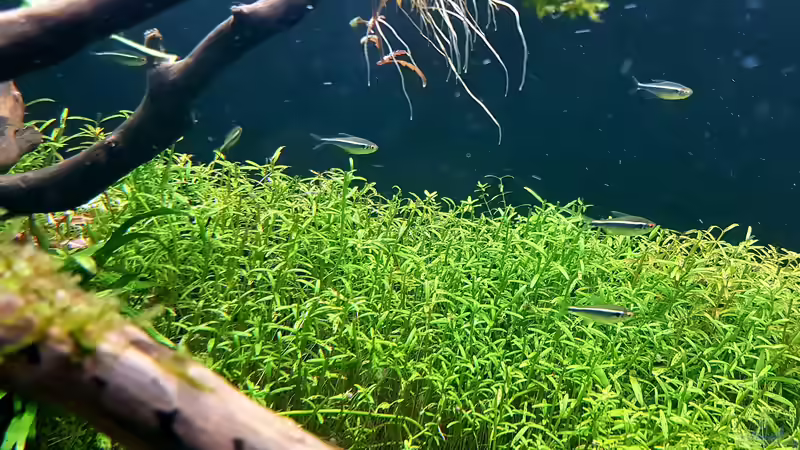 Der schwarze Neon. Ein wunderschöner Salmler von Köllebärbling (39)