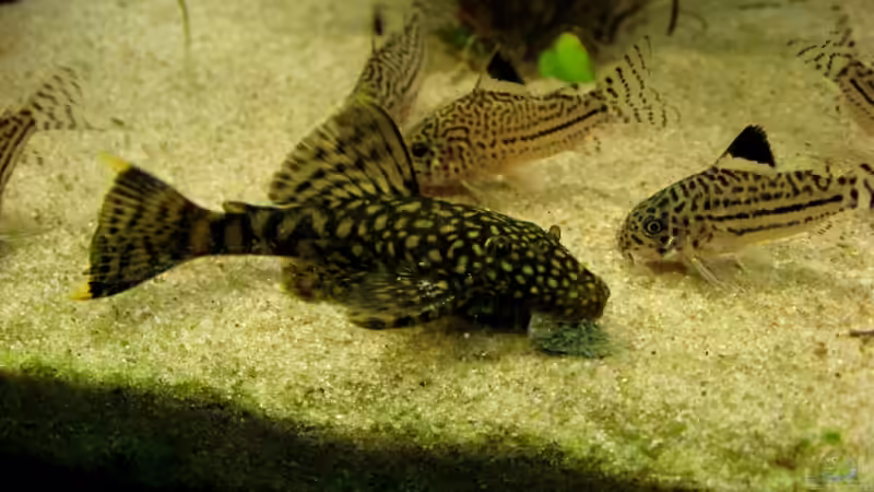 Der selbe Ancistrus 2 Monate später: ca 8cm von Christian Messner (12)