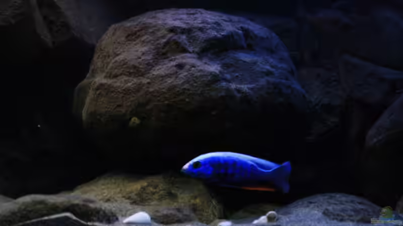 Der Siaenochromis Fryeri und die Beckendekoration im Hintergrund einer der beiden von Florian Bandhauer (30)