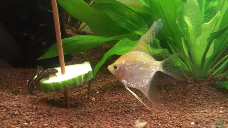 Der Skalar wird neugierig ;) von Jan H. (31)