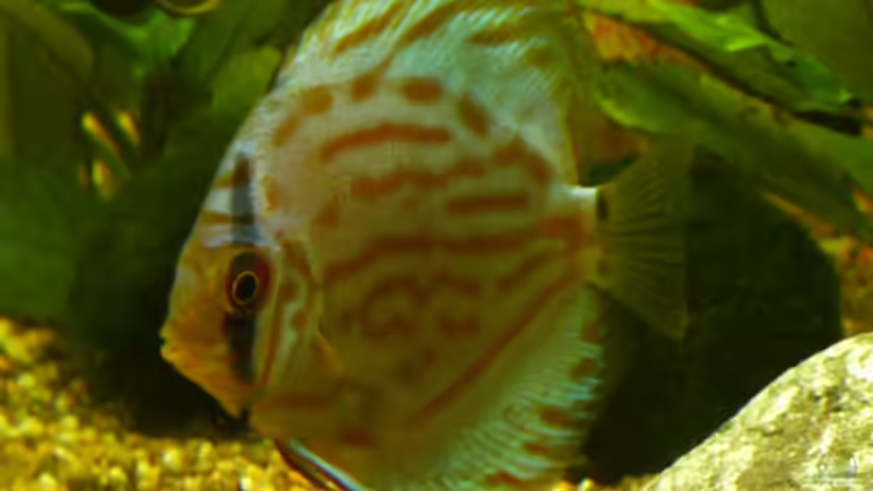 Der Stärkste der Bande von Normen Mosick (8)