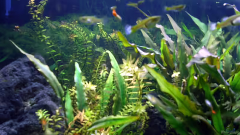 Der Start von Nico (2)