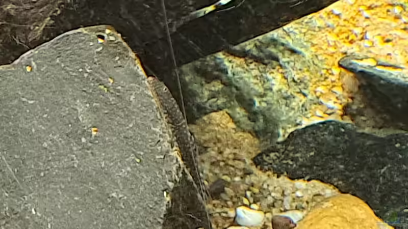 Aquarien mit Steinen als Dekoration (Einrichtungsbeispiele mit Steinen)