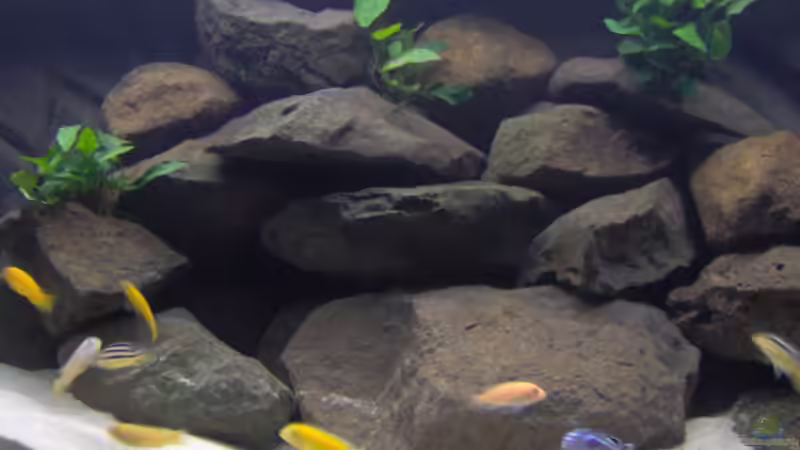 Der Steinaufbau besteht aus vielen Höhlen und Durchgängen von boehmo (9)