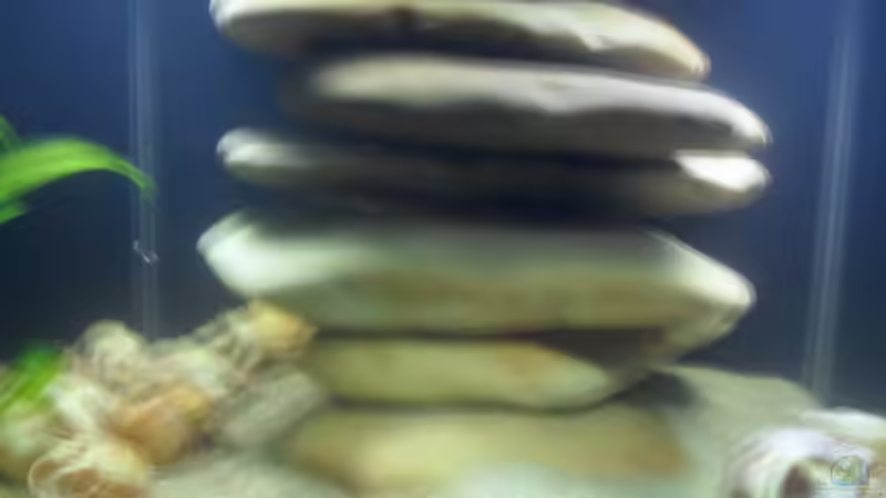 Der Steinaufbau in der Mitte. von Cichlidenfan (8)