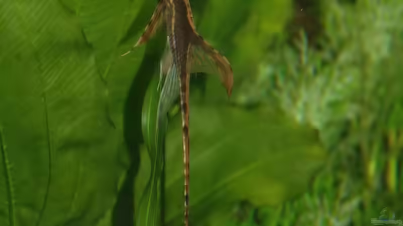 Der Störi beim Abhängen von Rotrost (16)