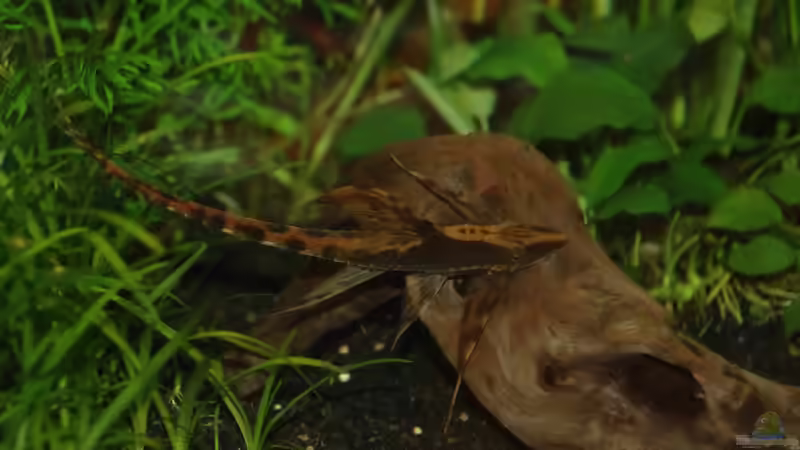 Der Störi von Rotrost (14)