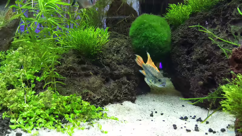 Der stolze Kakadu Buntbarsch von Sebastian Hartmann (105)