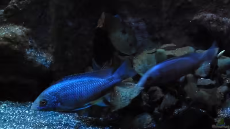 Der Stuart und sein Adjutant auf Streife von Couro (7)