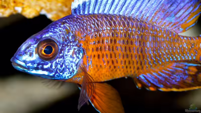 der Stuartgranti Ngara von Cruiser Bruno (113)