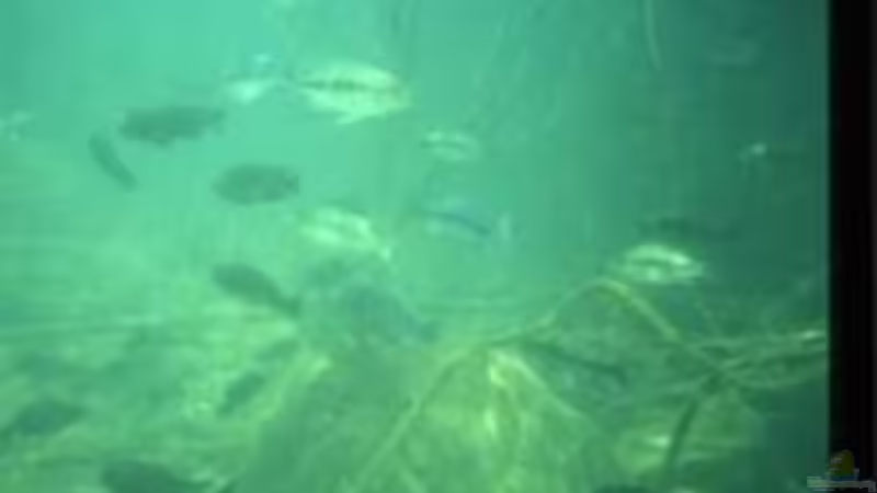 Der Tanganjikasee  von H.K-Mika (30)