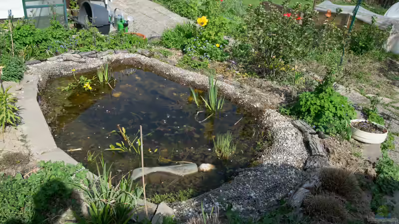 Der Teich Anfang Mai 2021 von Acki50 (2)