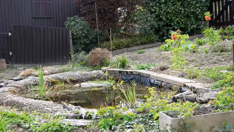 Der Teich im April 2021 von Acki50 (22)