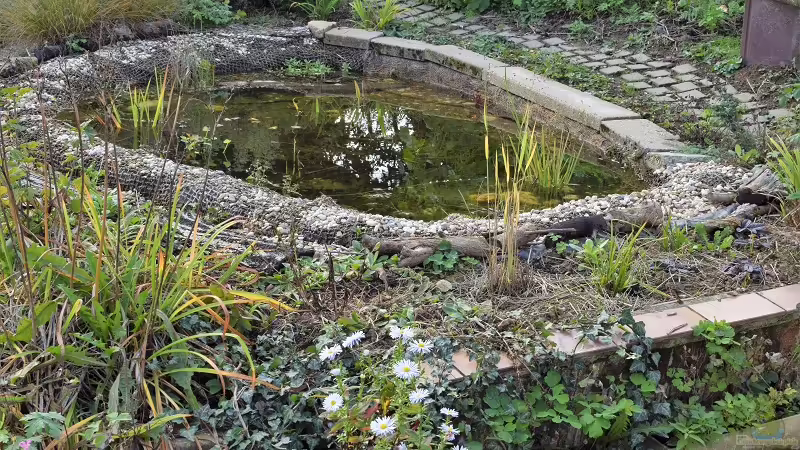 Der Teich im Herbst 2019 von Acki50 (20)