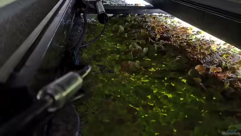 Der Teppich wird immer dichter!  von Mark H. (23)