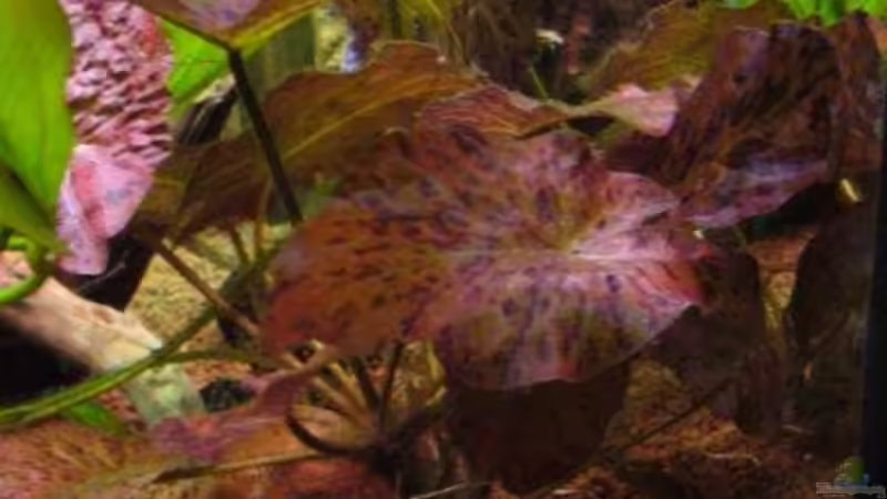 Der Tieger Lotus nach ca. drei Wochen von Michael Hermes (8)