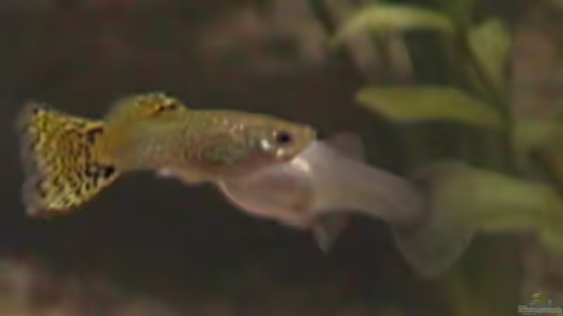 Der Tiger von Julia Kerz (5)