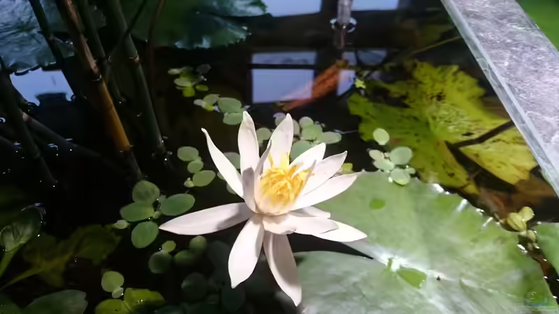 Der Tigerlotus blüht. von miv (18)