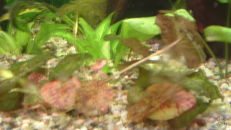 Der Tigerlotus ist eigentlich eine Anspruchsvolle Pflanze,aber mit viel Pflege eine von Alexander Preuss (3)