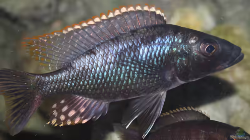 Der Tolae in der Balz !!! von Florian Bandhauer (97)