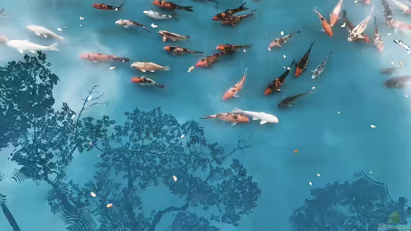 Der Traum vom eigenen Koiteich