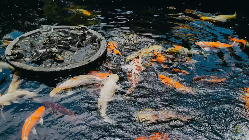 Der Traum vom eigenen Koiteich