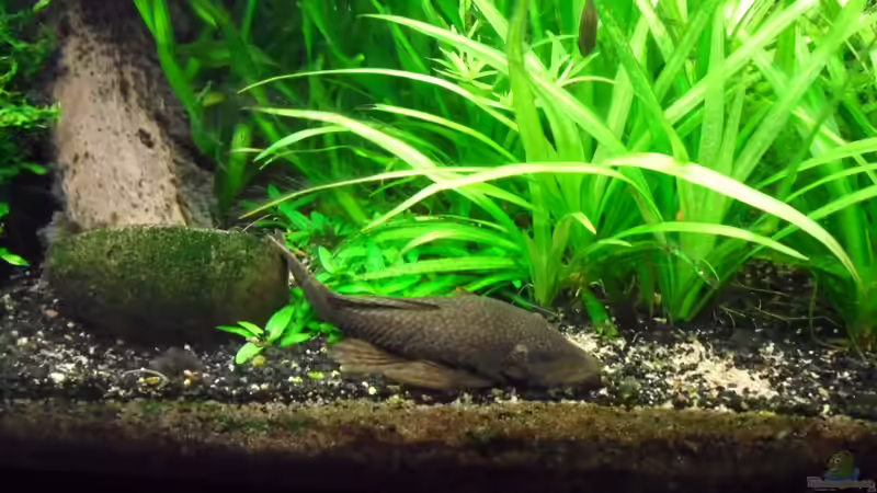 der unangefochtene Herr des Beckens von Bungi (45)