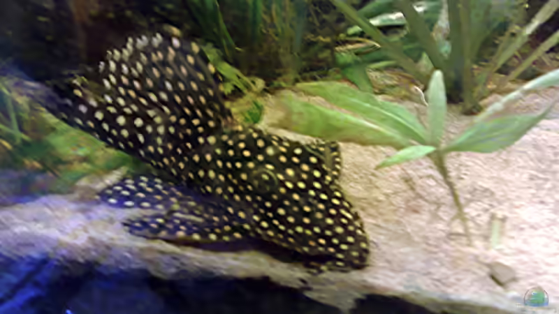 der Unbekannte (20cm) von Lorenz Graf (9)