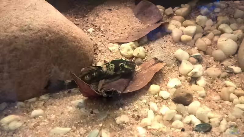 Der unbekannte Antennenwels im neuen Zuhause von Silvio (10)