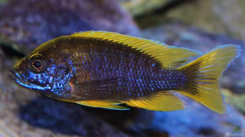 Der Undu vom 28.09.2014 von Marco O. (73)