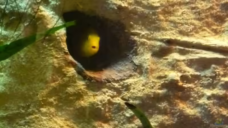 Der unterdrückte Labido hatte nochmal Glück von Couro (23)