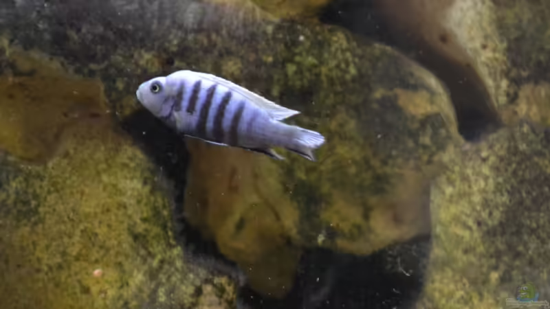 Der untergeordnete Kingsizei-Bock. Er wohnt im Mount Saulosi in einer Höhle unten von Mueller76 (15)