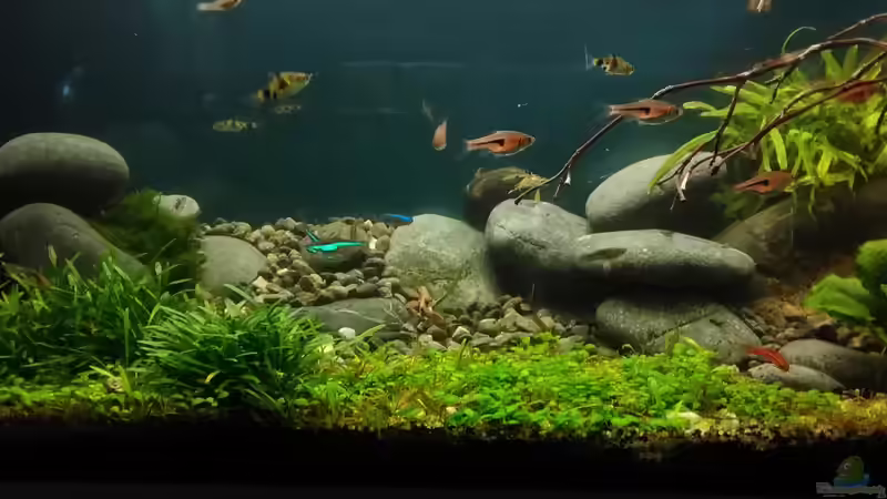 Der Ursprung im August 2017 von Grünhexe (28)