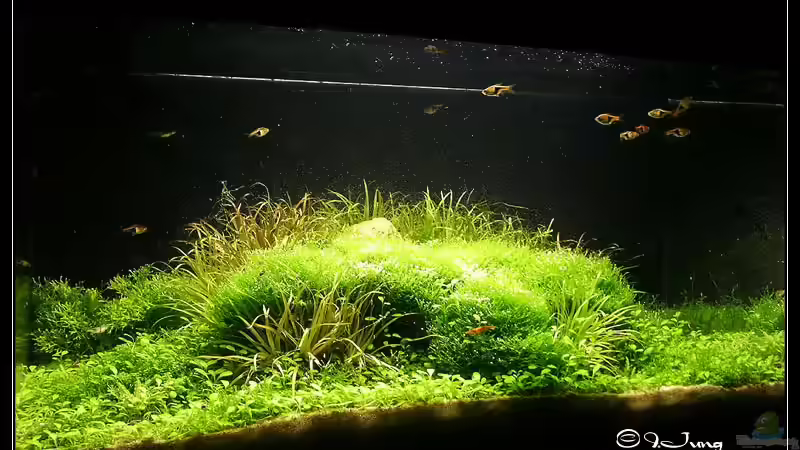 der Ursprung von Ingrid Jung (2)