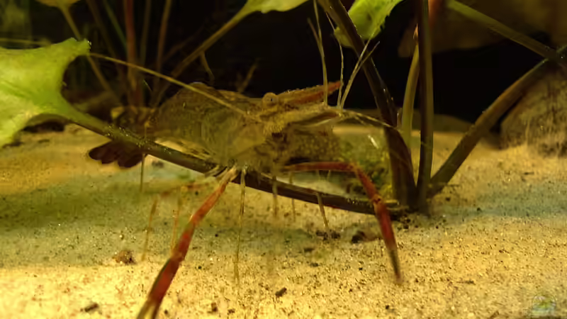 der Vater, natürlich nicht in diesem Becken von Mario74 (15)