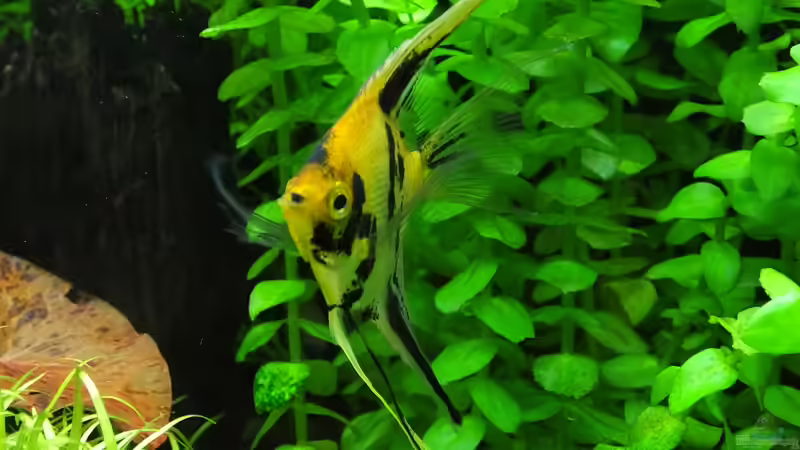 Der ´Vizechef´ von Oberoesterreicher (48)