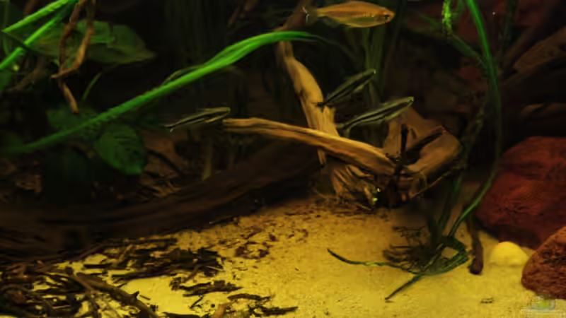 Der vordere Bereich wurde freizügig angelegt und schliesst das Becken ab. von Bämbel (37)